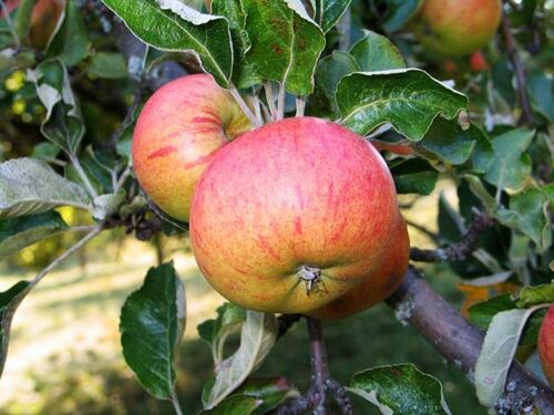 Apfelbaum